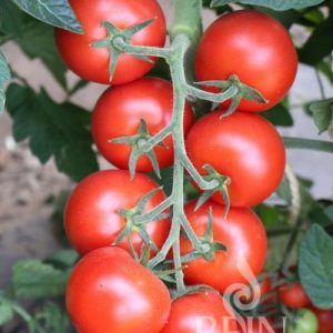 Šalátové paradajky